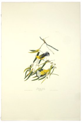 Prothonotary Warbler