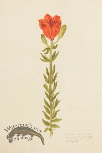 (image for) Blomboken 036