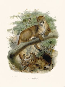 Elliot Cat 02 Mountain Lion