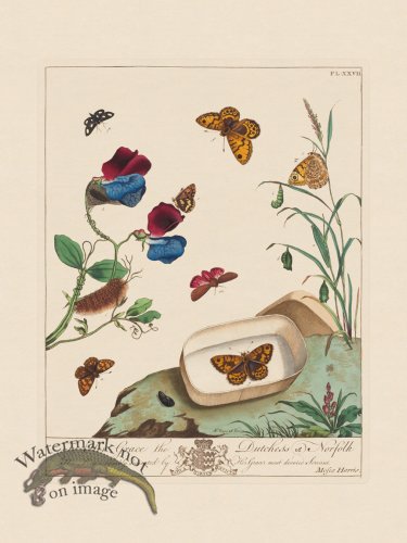 Moses Harris Insects 27