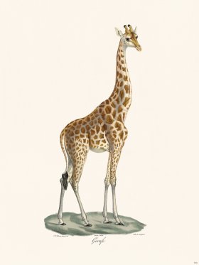Cuvier 074b Male Giraffe bc