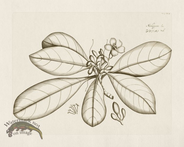 (image for) HORTUS VOL 04 58