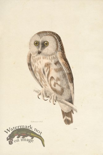 (image for) KO 08 Dalhousies Owl