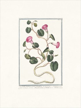 Bonelli 020 Brassica marina