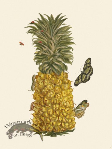 Merian Metamorphosis 02