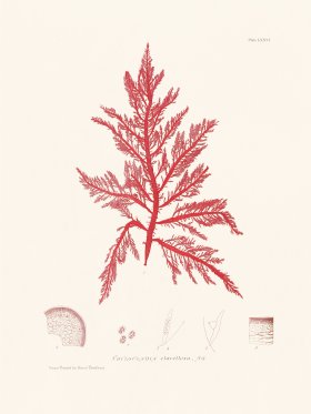 Bradbury Seaweed 076