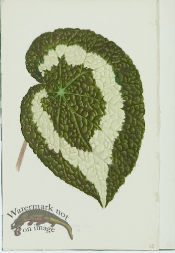 (image for) Lowes Leaves 22