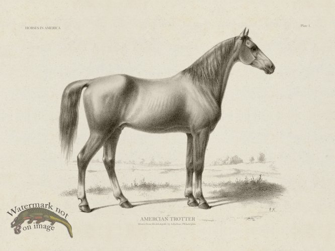 (image for) American Trotter