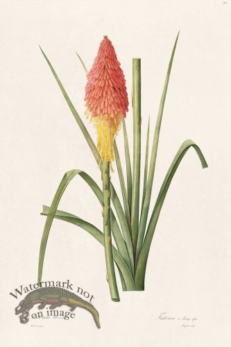 (image for) Les Liliacees Redoute 291