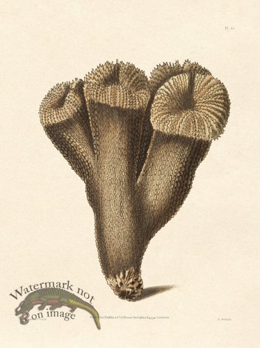 (image for) Shaw Nodder SL 41