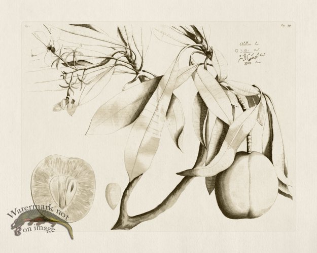 (image for) HORTUS VOL 01 39