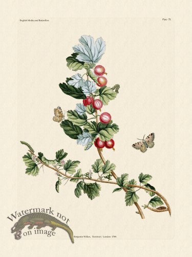 (image for) Wilkes Butterflies 075