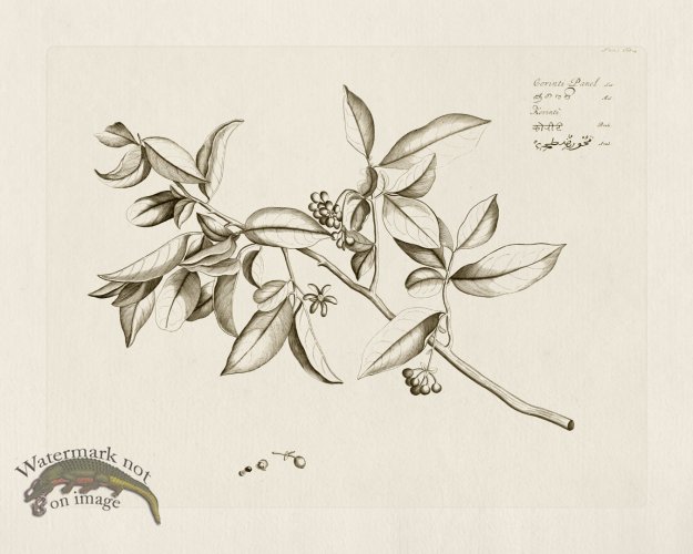 (image for) HORTUS VOl 05 14