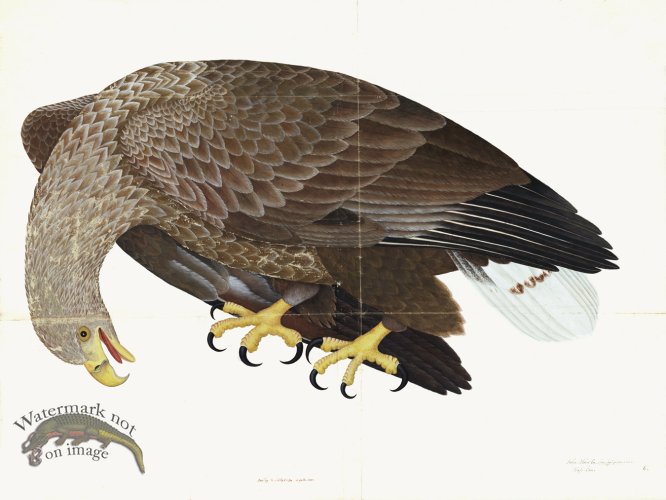 (image for) Rudbeck 006 Eagle 32x24