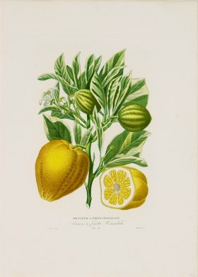 Poiteau Citrus 12
