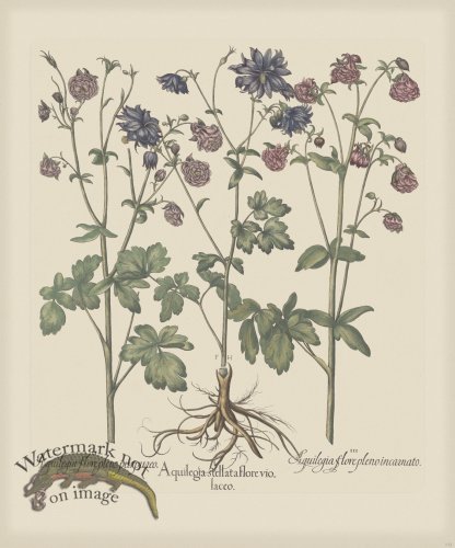 (image for) Besler 172 Colored B2