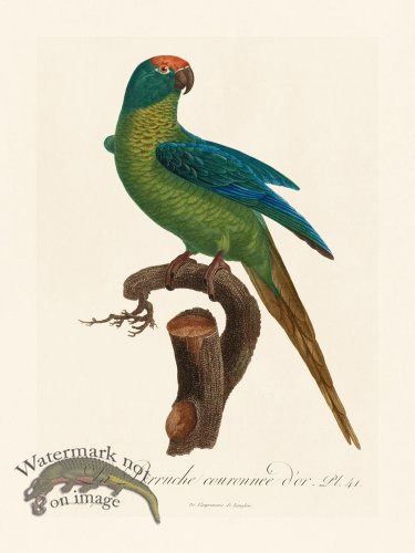(image for) Barraband Parrot 041