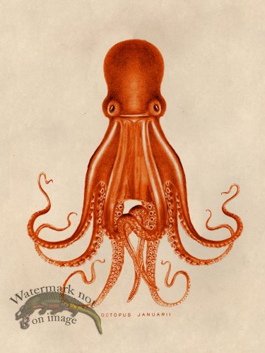 (image for) Octopus Orange 07