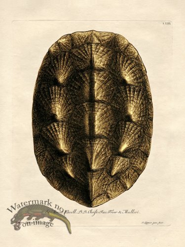 Trew Turtle Shell 23