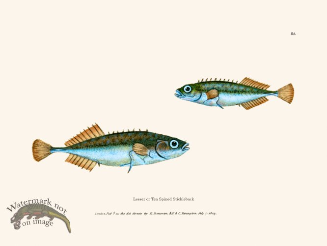 (image for) 084 Ten Spined Stickleback