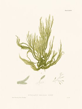 Bradbury Seaweed 177