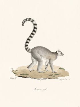 Cuvier 407 Male Mococo