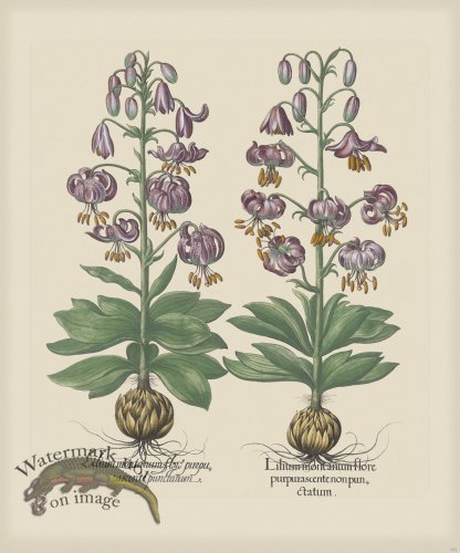 (image for) Besler 187 Colored B2