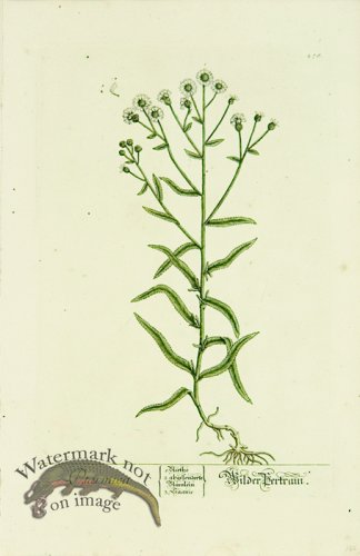 (image for) Blackwell German 251