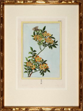 Buchoz Botanicals in Bamboo 09