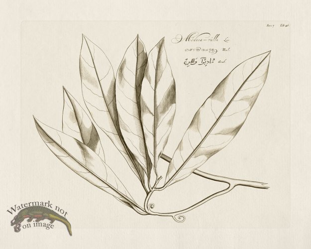 (image for) HORTUS VOl 07 46