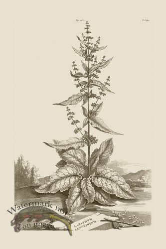 (image for) Abraham Munting 196