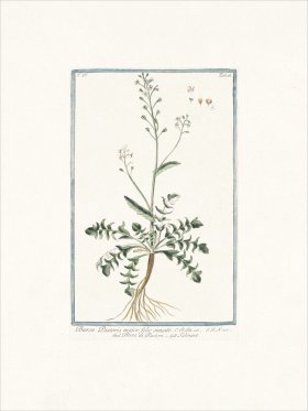 Bonelli 316 Shepherd's purse