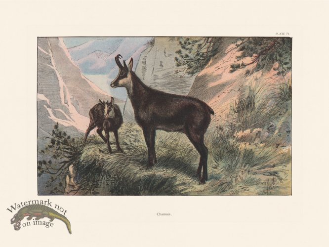 (image for) Les Chiens 071