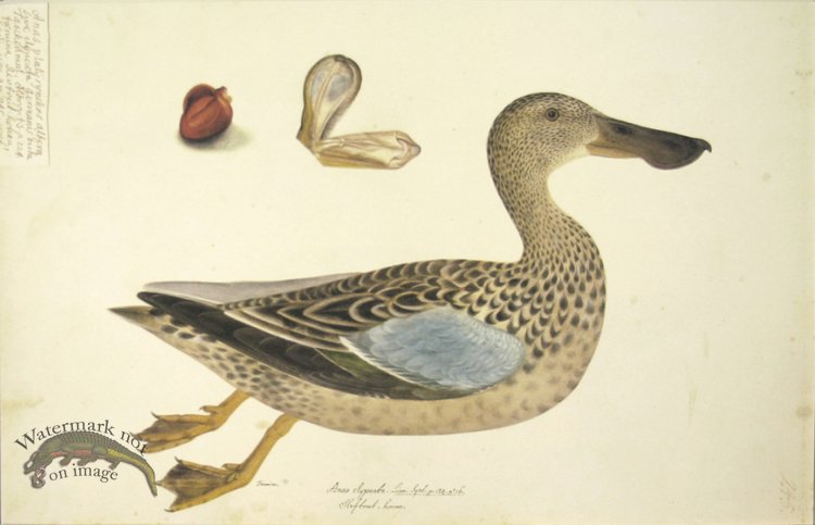 245 Swedish Birds . Anas Clypeata, Northern Shoveller, Female
