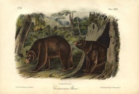 (image for) Cinnamon Bear