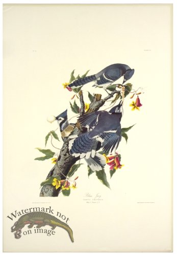 (image for) Blue Jay L.E.