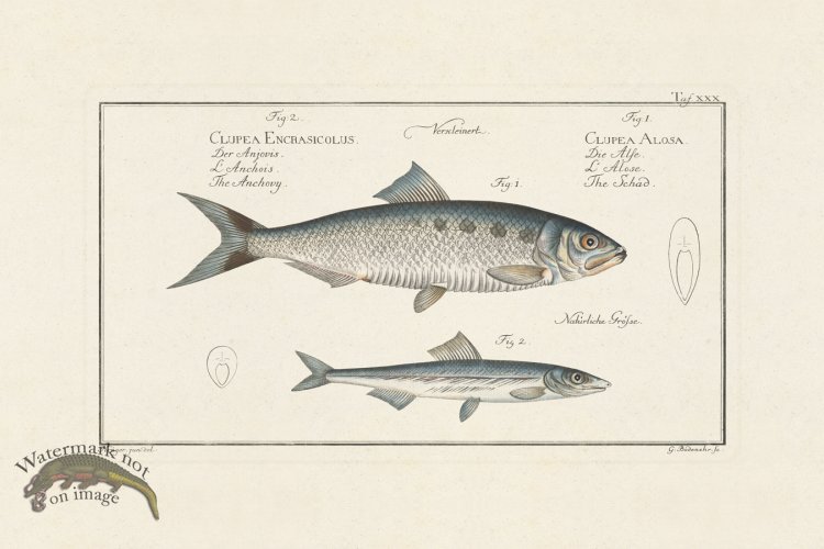 (image for) BLOCH FISH 030