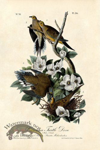 (image for) Carolina Turtle Dove