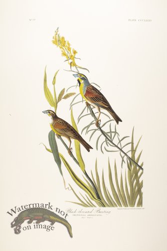 Black Throated Bunting