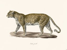 Cuvier 108 Female Panther