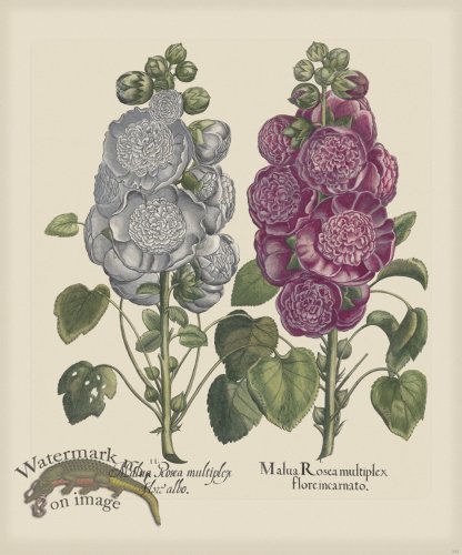 (image for) Besler 222 Colored B2