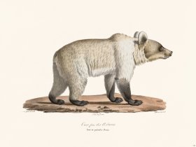 Cuvier 125 Female Brown Bear