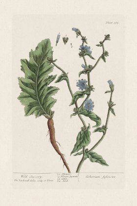 BEE 183 Wild Succory