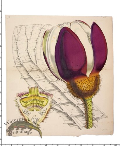 (image for) Curtis Botanical 008