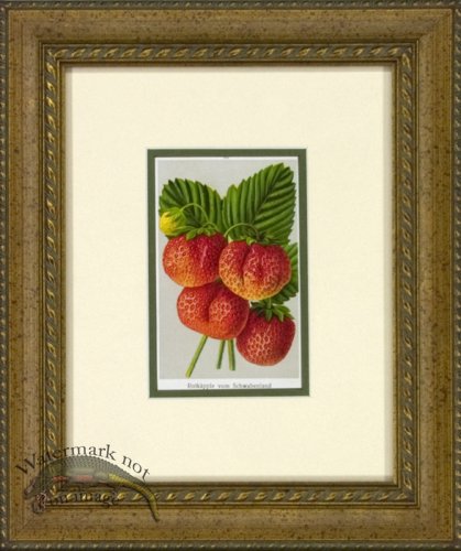 Strawberry 1946 OGF 02