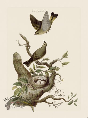 (image for) Nozeman Bird 169