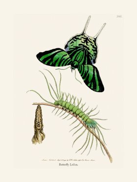 360 Butterfly Lielus