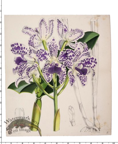 (image for) Curtis Botanical 083