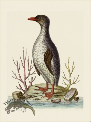 (image for) Edwards 049 Penguin