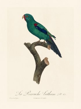 Barraband Parrot 062